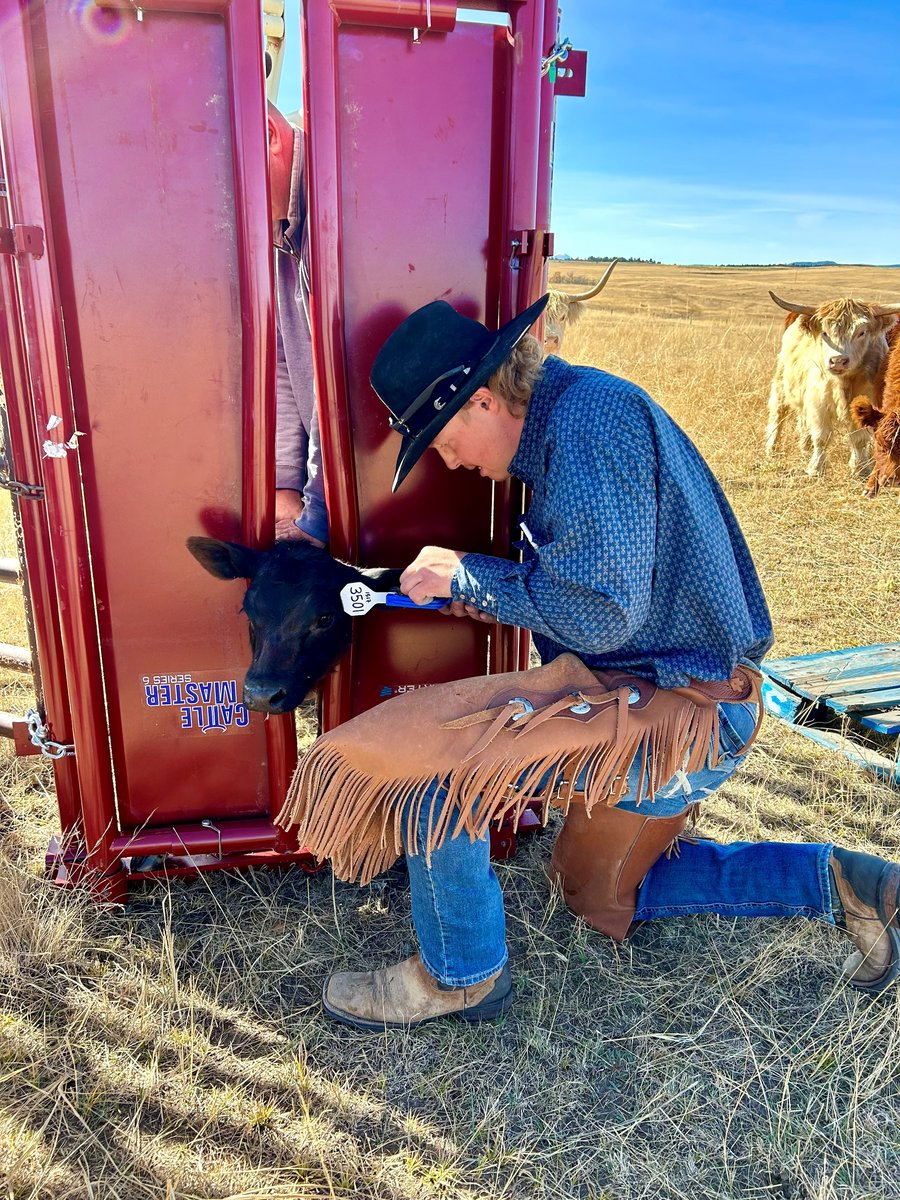 Garrett loads a calf up in a headgate while working on a ranch.