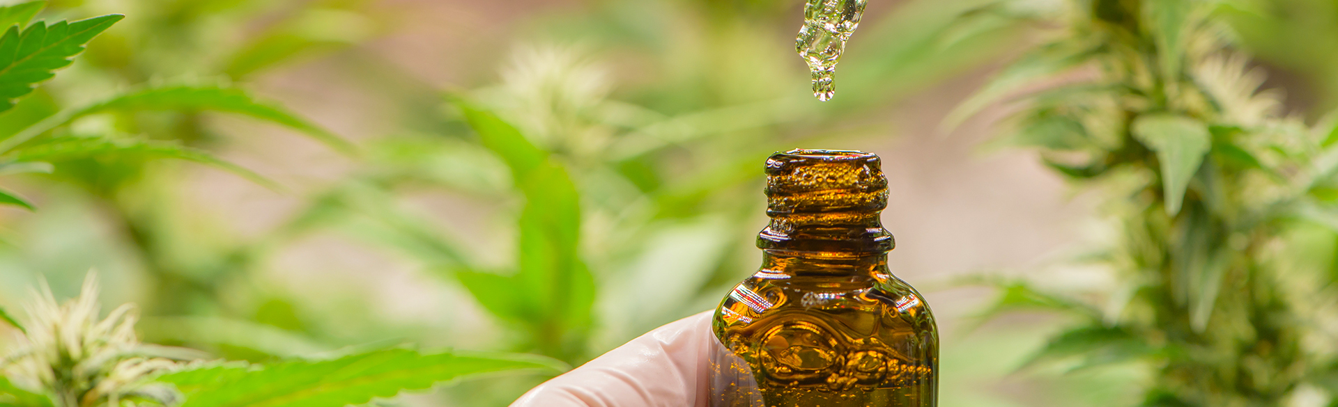 semaglutide and thc New Interactive Evidence Based Mapping Tool Gives Policymakers More Insight into Highly Concentrated Cannabis Products